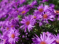 65349Pa - Asters in our back garden   Each New Day A Miracle  [  Understanding the Bible   |   Poetry   |   Story  ]- by Pete Rhebergen